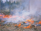 Forest fire