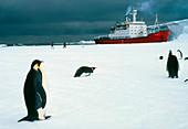 Emperor penguins on sea-ice,Antarctica