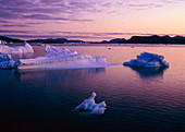 Icebergs in a fjord in southern Greenland
