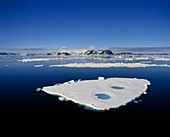 Ice floes off the coast of Spitsbergen