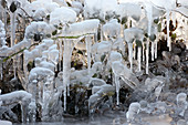 Frozen foliage