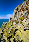 Coastal rocks of North Wales,with lichens