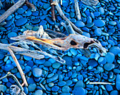 Driftwood on blue pebbles