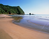 Sandy beach on a forested coast at low tide
