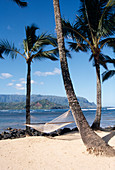 Beach with palm trees