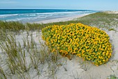 Yellow daisy bush on coastal sand dune
