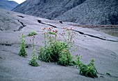 Volcanic soil ,Mt St Helens