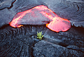 Lava flow and young plant,Hawaii