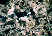 Micrograph of various crystals of dolomite