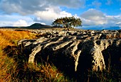 Limestone pavement