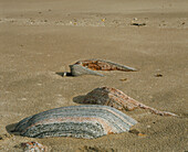 Boulders of Lewisian gneiss on a beach