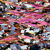 Polarised LM of thin section of mica schist