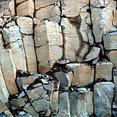Basalt columns in British Columbia,Canada