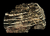 Serpentinite metamorphic rock