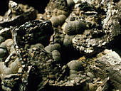 Crystals of arsenopyrite,pyrite and melnikovite