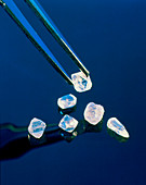 Tweezers with rough cut diamonds