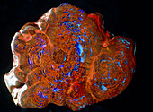 Slice through fossilised wood revealing opal