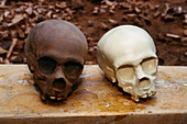 Models of fossil skulls