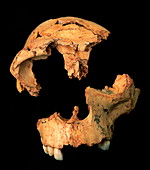 Fossilised skull,Gran Dolina