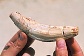Animal tooth,Gran Dolina