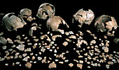 Fossilised skulls,Sima de los Huesos