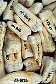 Fossilised teeth,Sima de los Huesos