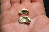 Hyoid bone fossils,Sima de los Huesos