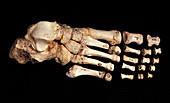 Fossilised foot,Sima de los Huesos