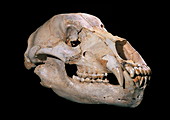 Bear skull,Sima de los Huesos