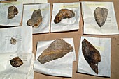 Excavated prehistoric tools