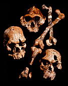 Collection of hominid fossil skulls