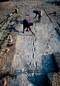 Laetoli early human footprints