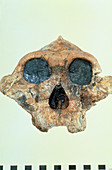 Fossil hominid Australopithecus boisei,KNM-ER 406