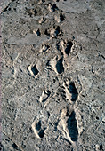 Trail of Laetoli footprints