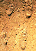 Fossilised hominid footprints from Laetoli