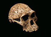 Fossil Australopithecus skull