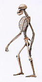Australopithecus africanus skeleton