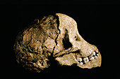 Tuang child skull