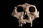 Australopithecus robustus skull