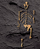 Footprints and skeleton of Lucy