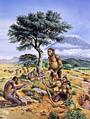 Hominids (Australopithecus africanus)