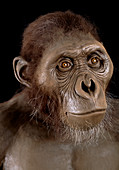 Australopithecus afarensis