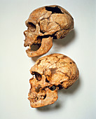 Neanderthal fossil skulls