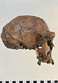Side view of skull of Homo erectus (KNM-ER 3733)