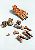 Fossil foot bones of Homo habilis (OH 8)