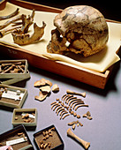 Neanderthal skull & infant skeleton,La Ferrassie