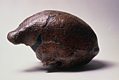 View of skull of Homo erectus Sangiran II