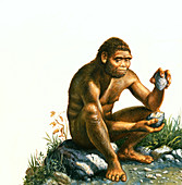 Homo habilis making stone tool