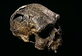 Java man skull