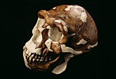 Peking man skull
